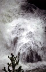 Clark's Nutcracker & waterfall Image