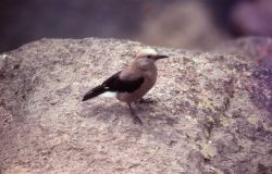 Clark's Nutcracker begging at Gibbon Falls Image