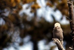 Clark's Nutcracker Image