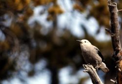 Clark's Nutcracker Image