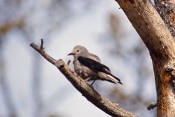 Clark's Nutcracker Image