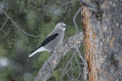 Clark's nutcracker near Silver Gate, MT Image