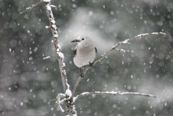 Clark's nutcracker in snowfall near Silver Gate, MT Image