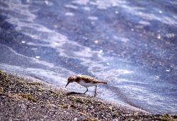 Sanderling on shore Image