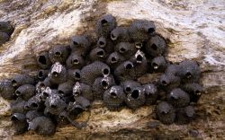 Cliff Swallow nests Image