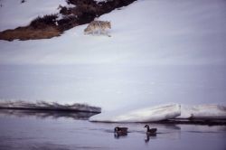 Canada geese in winter Image