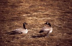 Canada goose pair Image