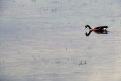 Canada goose on Alum Creek Image