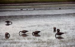 Canada geese on Alum Creek Image