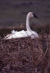 Female trumpeter swan on nest Image