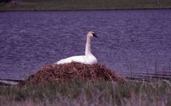 Female trumpeter swan on nest Image