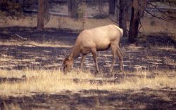 Cow elk grazing in meadow near Indian Creek Image