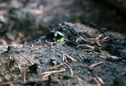 Lodgepole pine seedling after the 1979 Beaver Heart fire Image