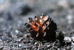 Charred & open lodgepole pine cone after the 1976 Divide fire Image