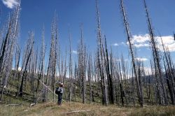 1979 burn area near French Creek Image