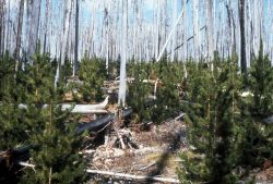 Lodgepole pine forest after 1974 Fan Creek fire Image