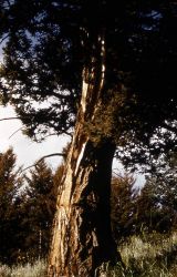 Lightening struck tree Image