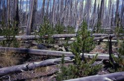 1954 Canyon/Norris fire regrowth Image