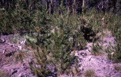 1954 Canyon/Norris fire regrowth Image