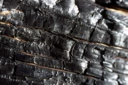 Charred lodgepole pine Image