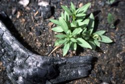 Charred lodgepole pine & regrowth Image