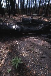 Charred trees from the Grizzly Lake burn Image