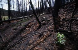 Charred trees from the Grizzly Lake burn Image