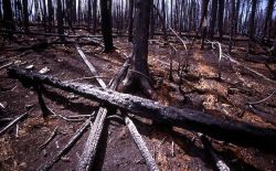 Charred trees from the Grizzly Lake burn Image