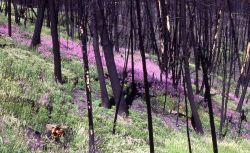 Close-up of patch of fireweed near Petrified Tree Image