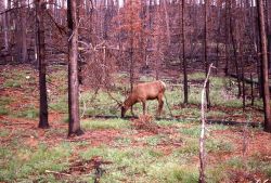 Bull elk Image