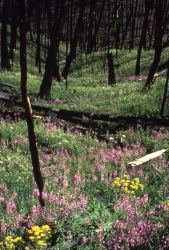 Flowers amongst burned douglas firs near Tower Junction Image