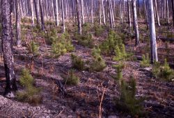Lodgepole pine seedlings between Madison & Norris Geyser Basin, two miles north of Madison Junction Image