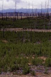 Lodgepole pines 10 years after 1988 fires - north of Madison River Image