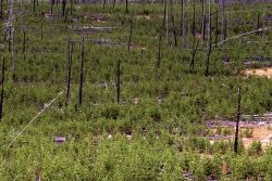 Lodgepole pines 10 years after 1988 fires - north of Madison River Image