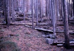 Log erosion barriers near Obsidian Cliff Image