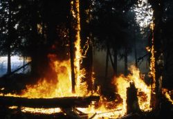 Trail Creek fire Image