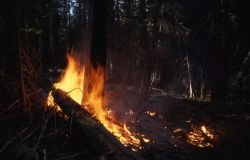 Fire at the base of a tree Image