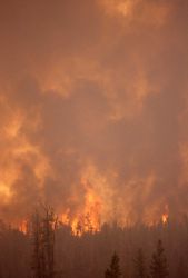 Crown fire with dense smoke Image