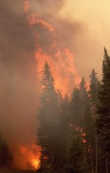 Crown fire along Dunraven Pass Image