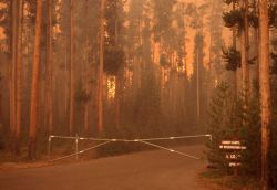 Crown fire approaching Grant Village campground Image