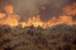 Close up of sage (ground) fire at Africa Lake Image