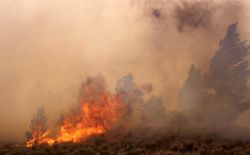 Close up of sage (ground) fire at Africa Lake Image