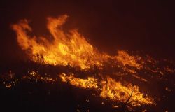 Close up of nighttime sage (ground) fire near Antelope Creek Image