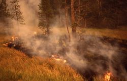 Wolf Lake fire in Gibbon Meadow - Ground fire Image