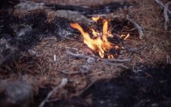 Close up of duff burning near Swan Lake Flats - Ground fire Image