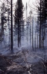 Fallen tree with ash outline - Smoke Image