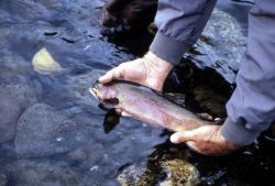 Cutthroat Trout Image