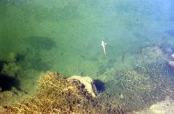 Cutthroat Trout Image