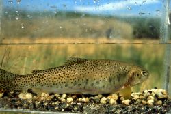 West Slope Cutthroat Trout in tank headed for Cougar Creek Image