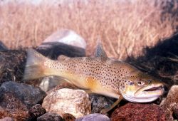 Brown Trout Photo